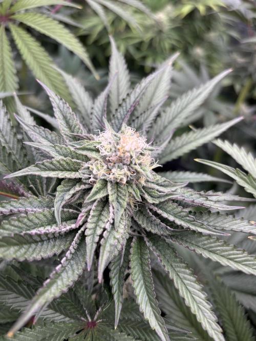 King a Chew. Week 10