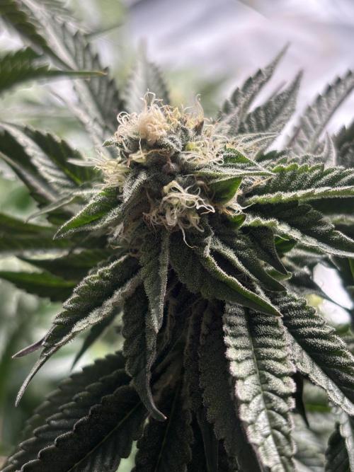 King a Chew. Week 10