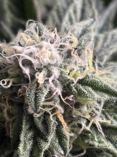 King a Chew. Week 10