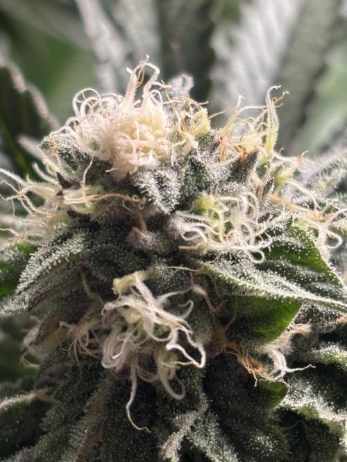 King a Chew. Week 10