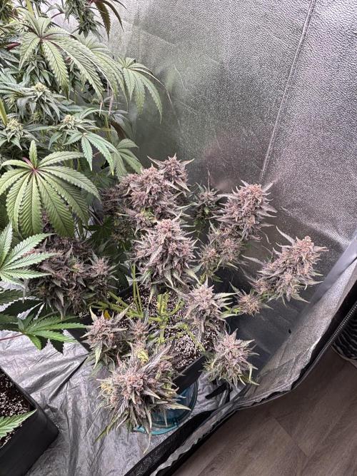King a Chew. Week 11
