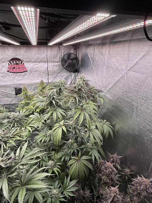 King a Chew. Week 11