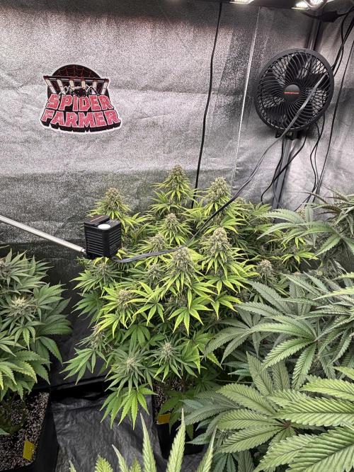 King a Chew. Week 11