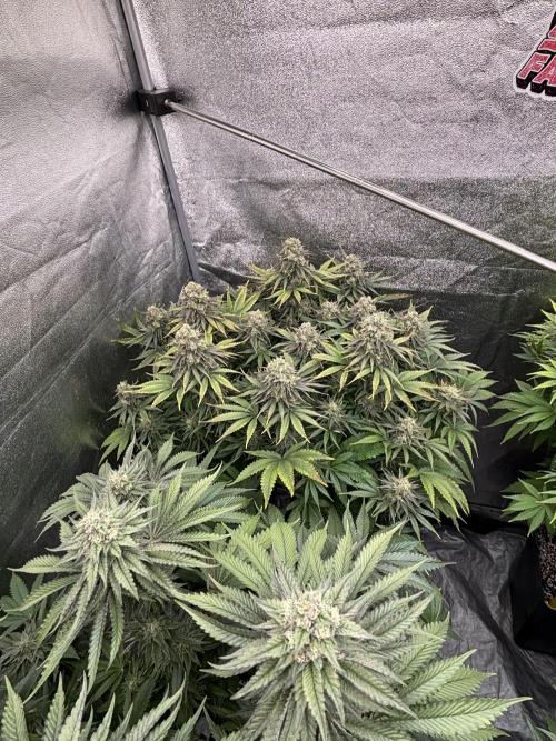 King a Chew. Week 11