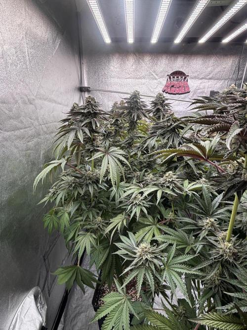 King a Chew. Week 12