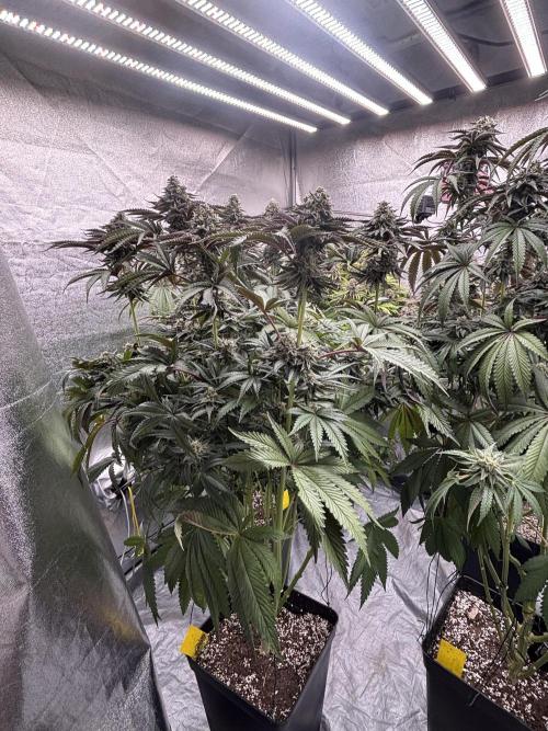 King a Chew. Week 12