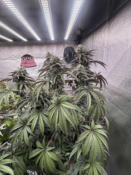 King a Chew. Week 12