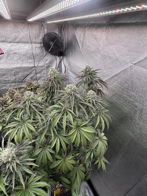 King a Chew. Week 12