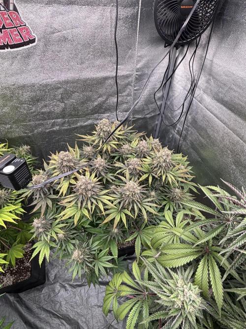 King a Chew. Week 12
