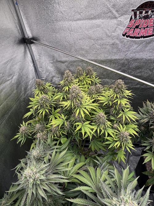 King a Chew. Week 12