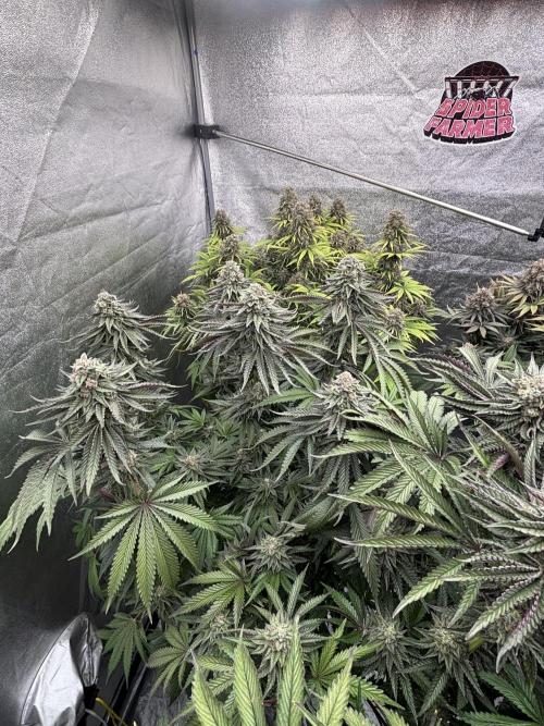 King a Chew. Week 12
