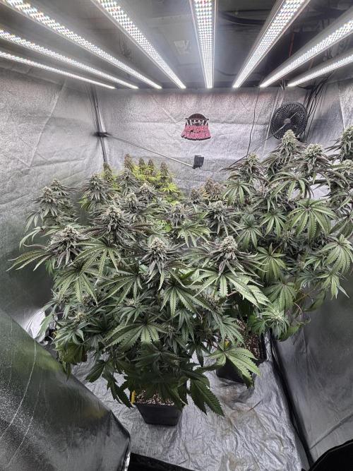 King a Chew. Week 12