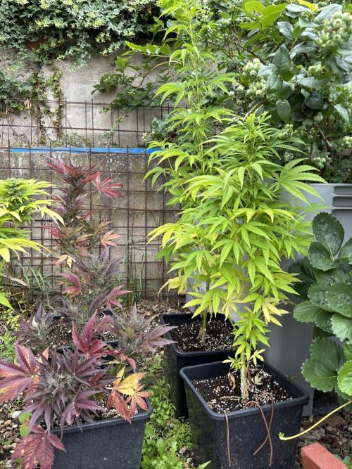 Outdoor. Week 8 - 4x fast leepa