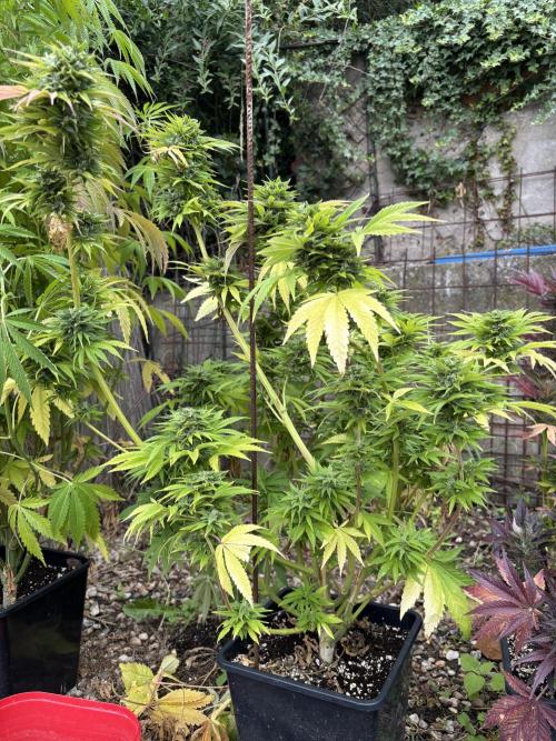 Outdoor. Week 8 - Chew Chew - dolámaná neco na ni spadlo 