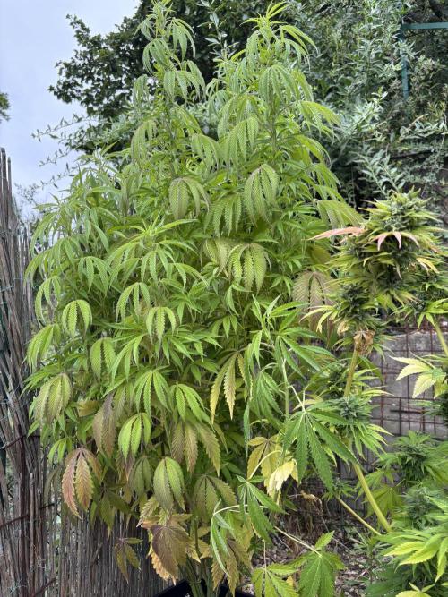 Outdoor. Week 8 - King Cartier 