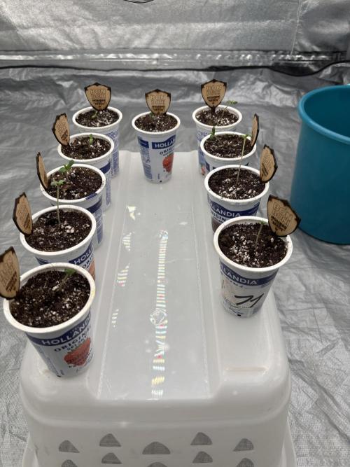 BonBoni 1,2,3. Week 1