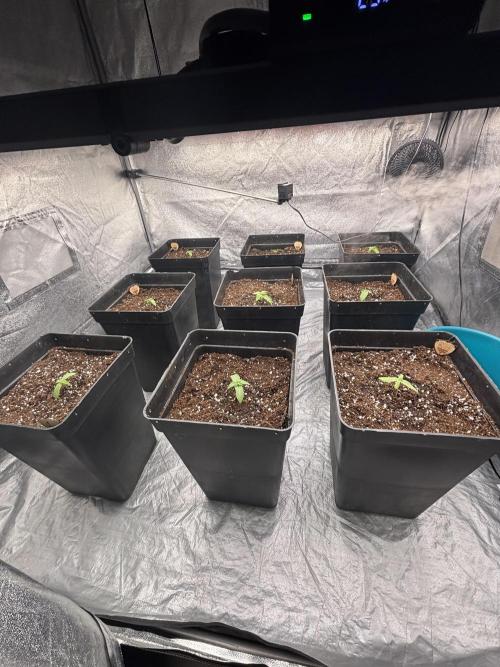 BonBoni 1,2,3. Week 2