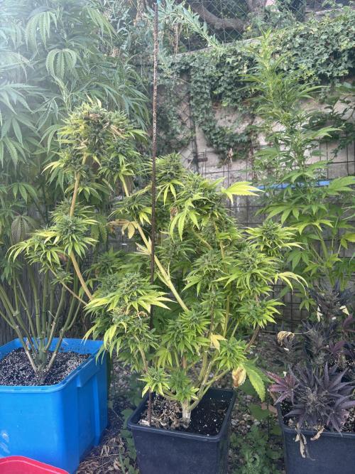 Outdoor. Week 9 - Chew Chew