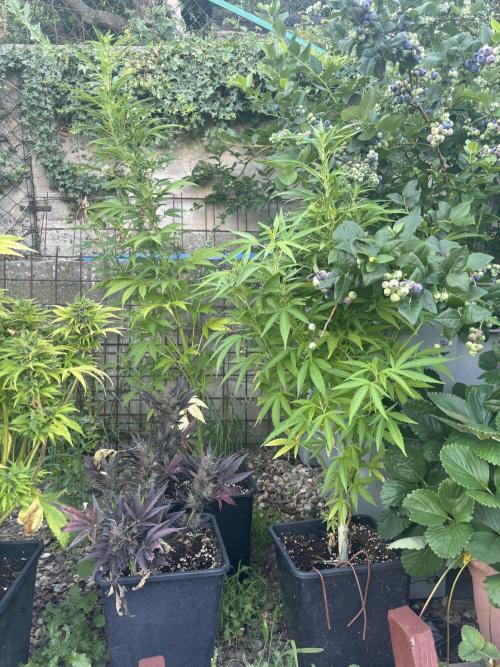 Outdoor. Week 9 - Fast Leepa