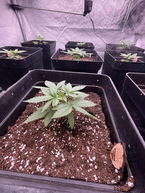 BonBoni 1,2,3. Week 3