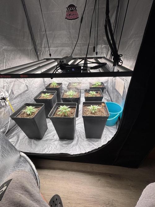 BonBoni 1,2,3. Week 3