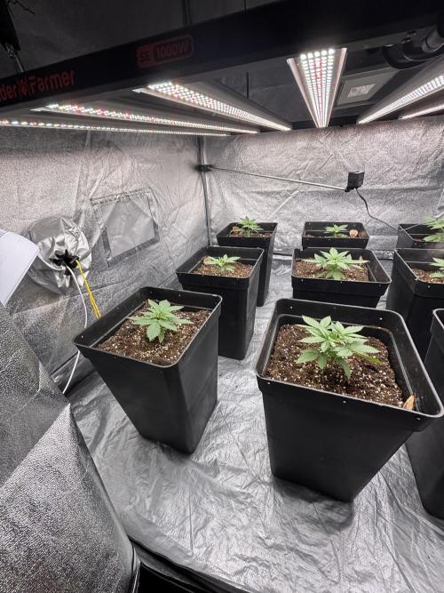 BonBoni 1,2,3. Week 3