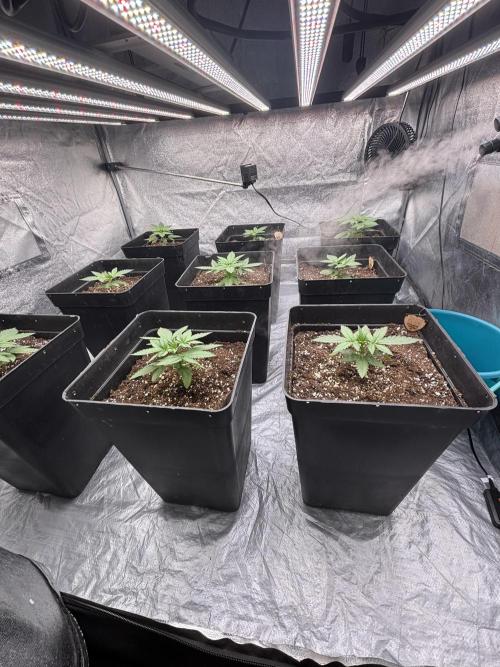 BonBoni 1,2,3. Week 3
