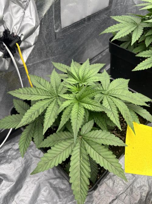 BonBoni 1,2,3. Week 4