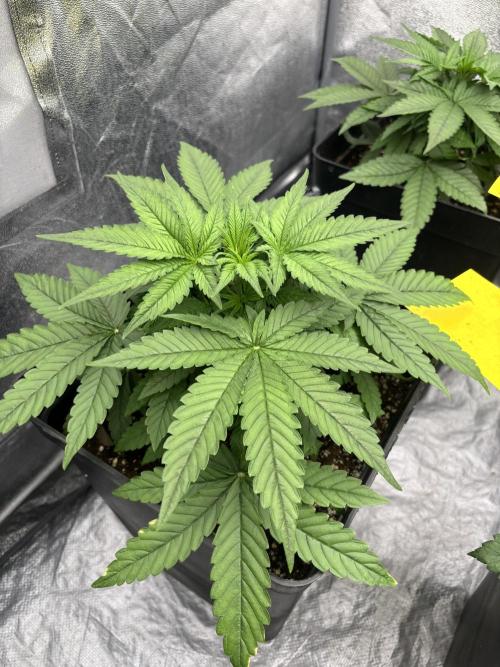 BonBoni 1,2,3. Week 4