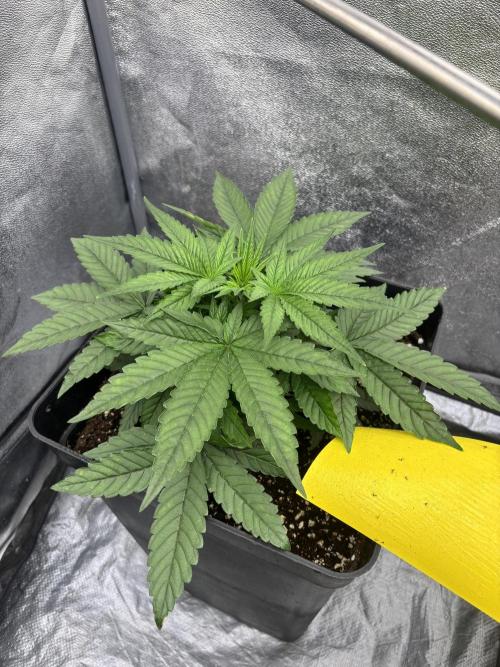 BonBoni 1,2,3. Week 4