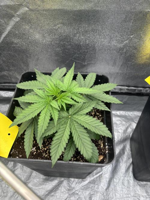 BonBoni 1,2,3. Week 4