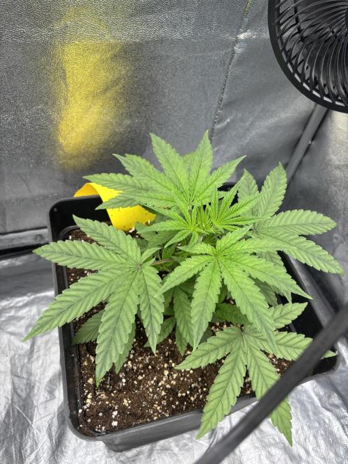 BonBoni 1,2,3. Week 4