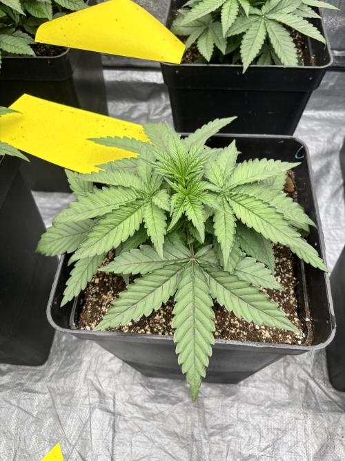 BonBoni 1,2,3. Week 4