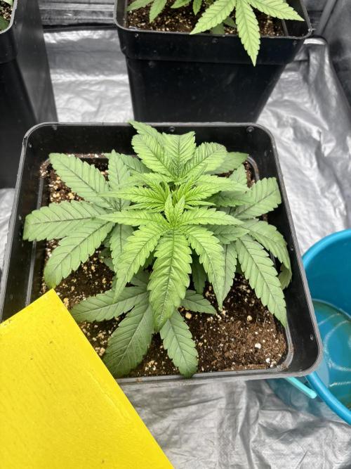 BonBoni 1,2,3. Week 4
