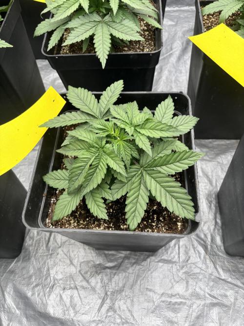 BonBoni 1,2,3. Week 4