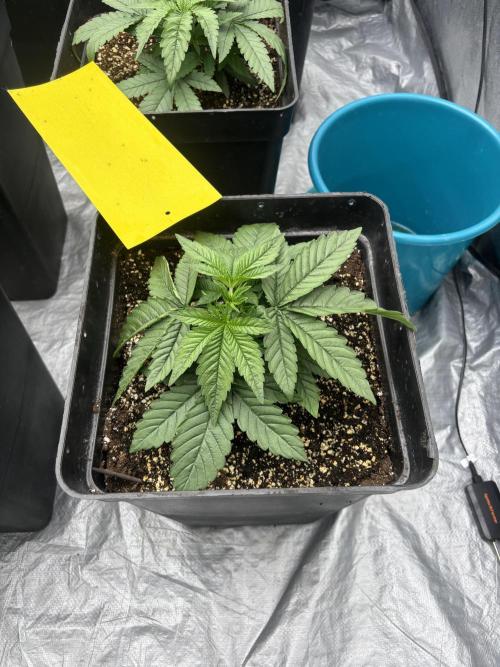 BonBoni 1,2,3. Week 4