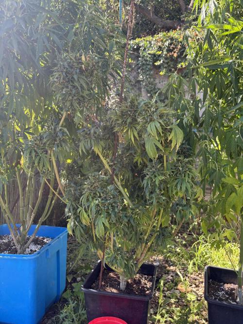 Outdoor. Week 10 - Chew