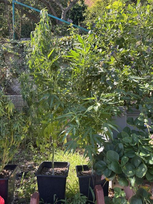 Outdoor. Week 10 - Leepa