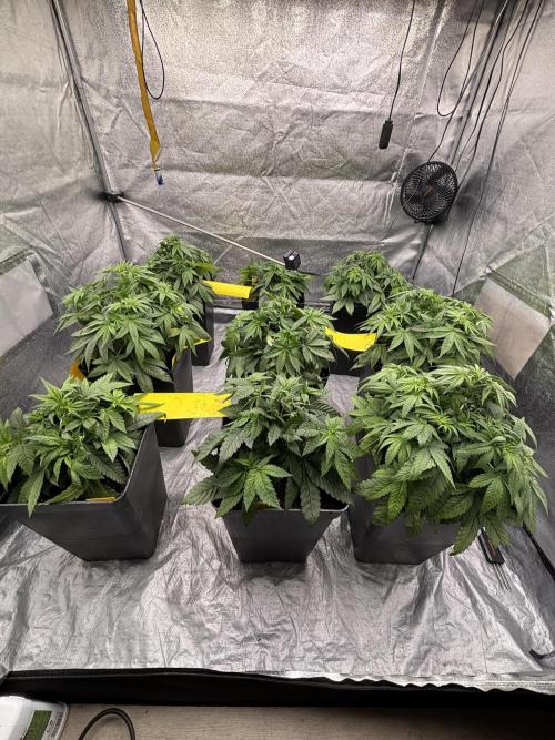BonBoni 1,2,3. Week 5