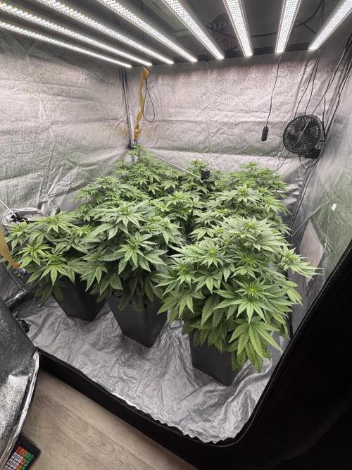 BonBoni 1,2,3. Week 6