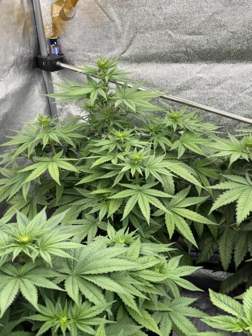 BonBoni 1,2,3. Week 6
