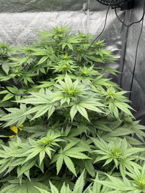 BonBoni 1,2,3. Week 6