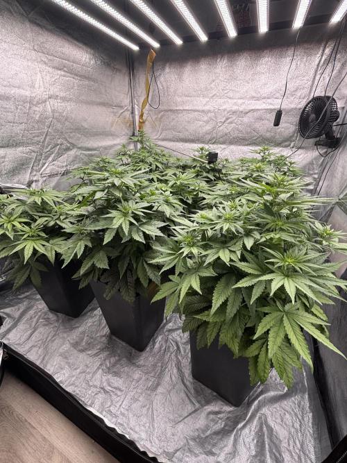 BonBoni 1,2,3 . Week 6