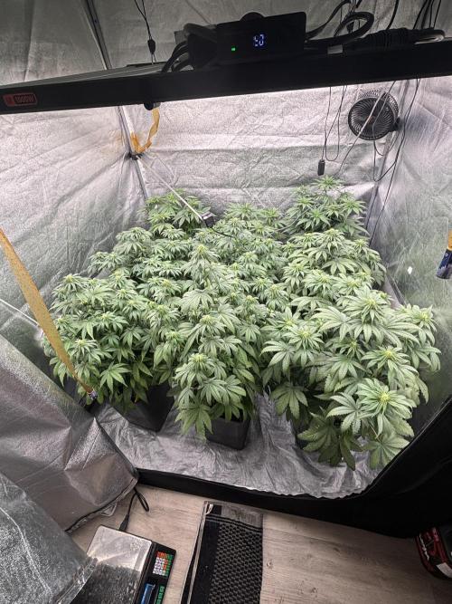 BonBoni 1,2,3. Week 7