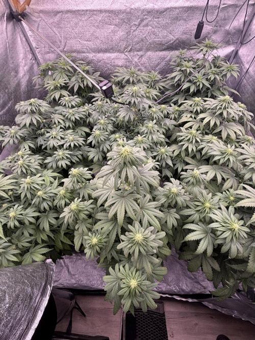 BonBoni 1,2,3. Week 7
