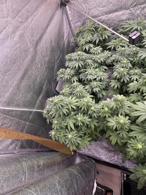 BonBoni 1,2,3. Week 7