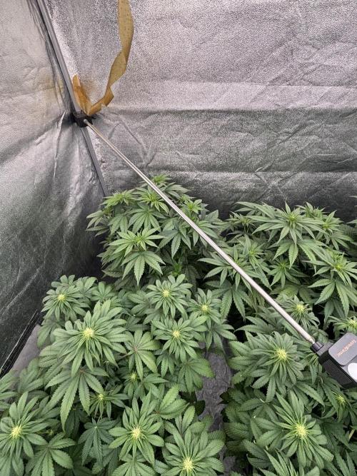 BonBoni 1,2,3. Week 7