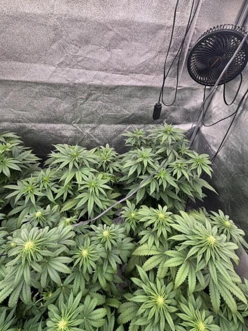 BonBoni 1,2,3. Week 7