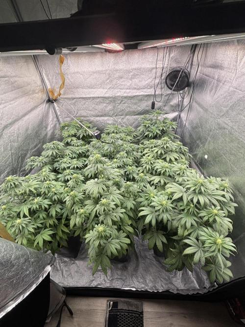 BonBoni 1,2,3. Week 7