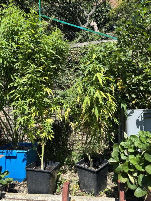 Outdoor. Week 11